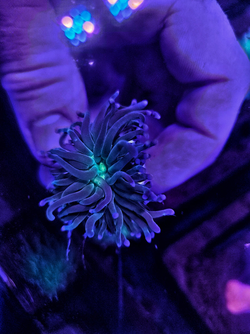 Green Base Purple Tip Torch 1 Head Frags(Euphyllia glabrescens)
