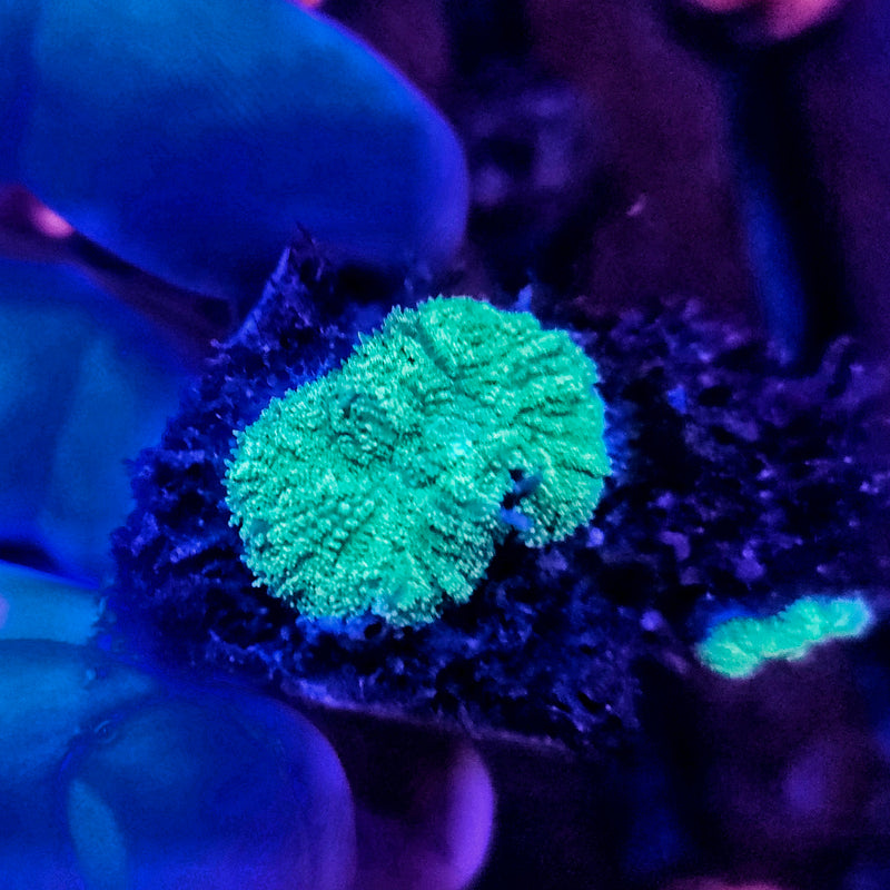 Super Green  Mushroom Frags