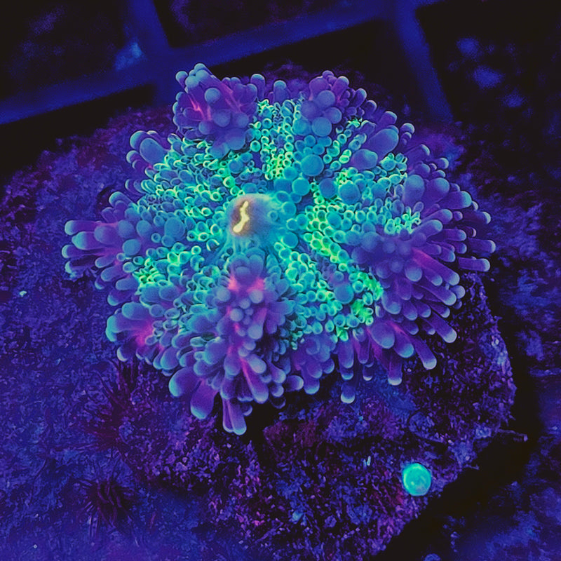 Purple Green Yuma Mushroom Frags (Yuma sp.) Single Heads