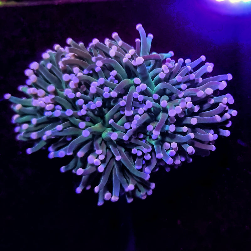 Candyfloss Torch Single Heads (Euphyllia glabrescens)