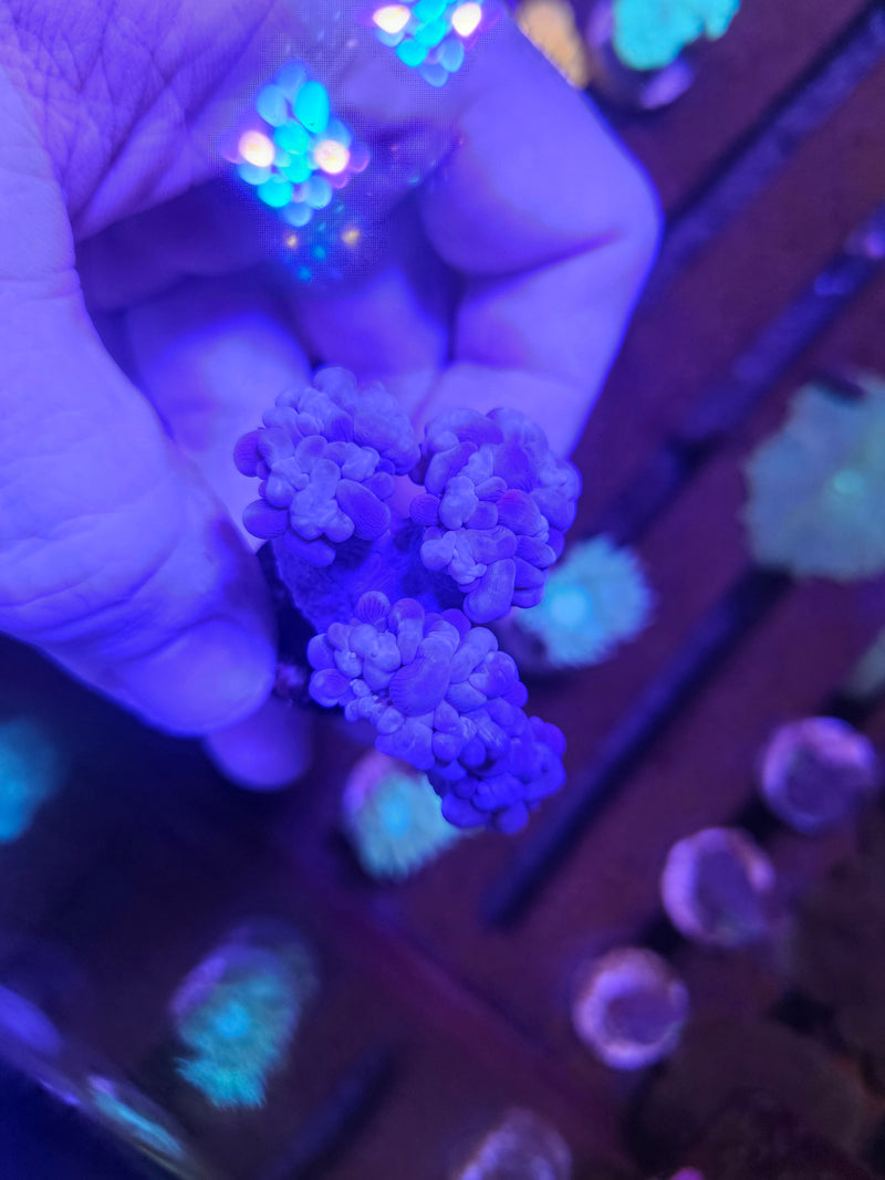 Blue Bubble Coral Frags (Plerogyra sinuosa)