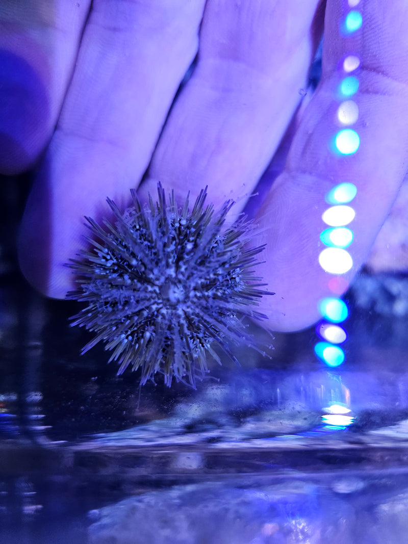 White Spine Urchin