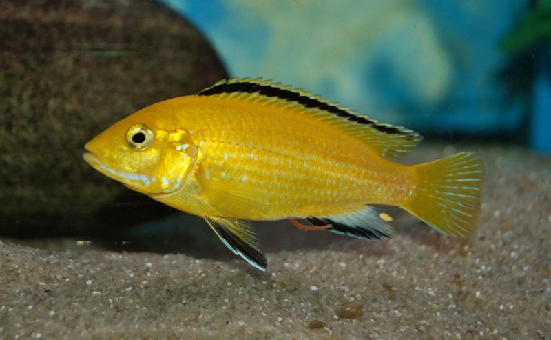 Yellow Labidochromis  (Labidochromis caeruleus)