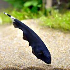 BLACK GHOST KNIFE FISH (Apteronotus albifrons)