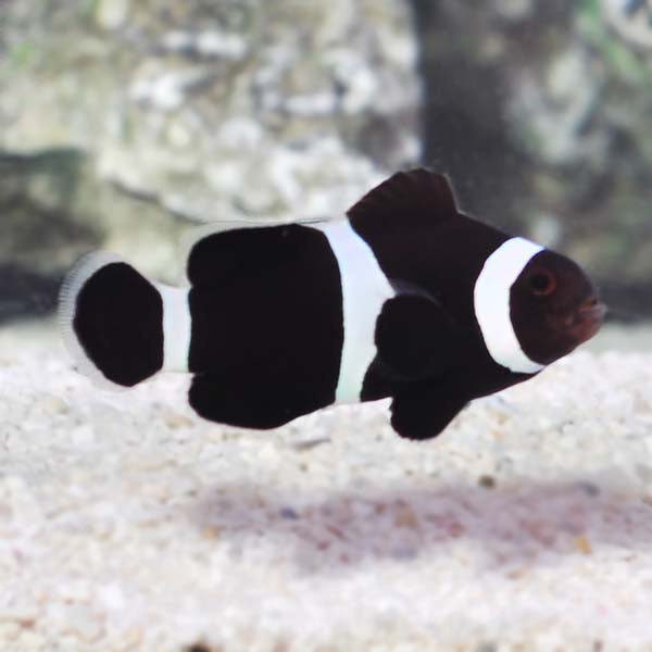 Black & White Clownfish (Amphiprion ocellaris) TANK BRED Large PAIR