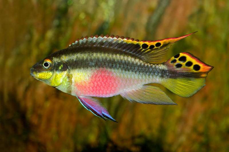 Kribensis ~ 3cm - 4cm (Pelvicachromis pulcher)