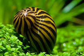 brown zebra algae snail