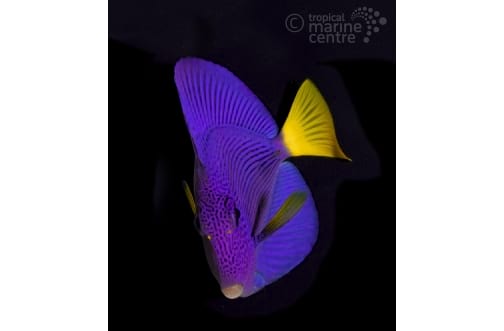 Purple Tang (Zebrasoma Xanthurum)
