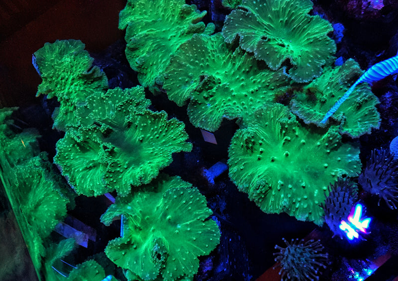 Green Cabbage Coral  (Sinularia brassica)