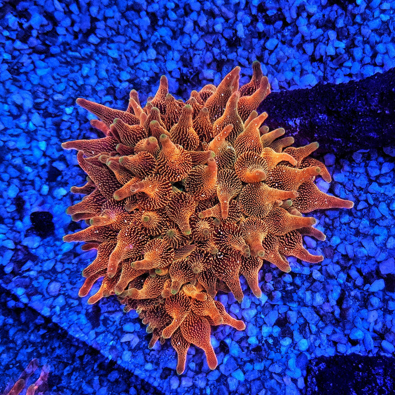 Bubble Tip Anemone - Tri Colour (Entacmaea quadricolor)