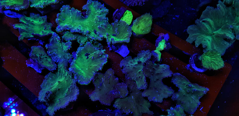 Green Cabbage Coral Frags (Sinularia brassica)