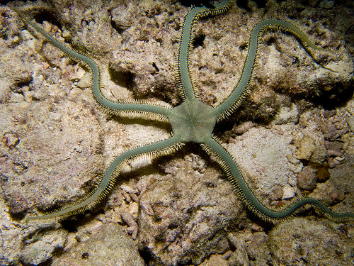 Green Brittle Starfish (Ophiarachna sp.)