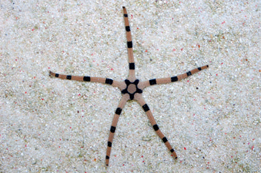 Tiger Striped Serpent Sea Star (Ophiolepis sp.)