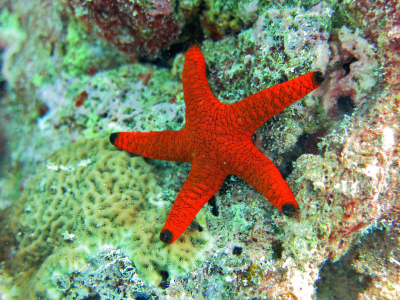 Red Fromia Starfish (Fromia indica)
