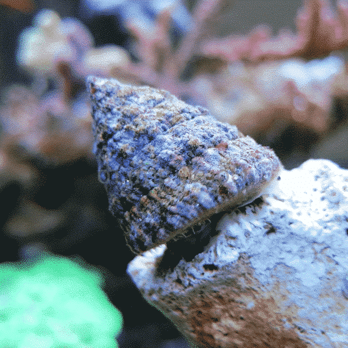 Pointy Turbo Snail (Tectus fenestratus)