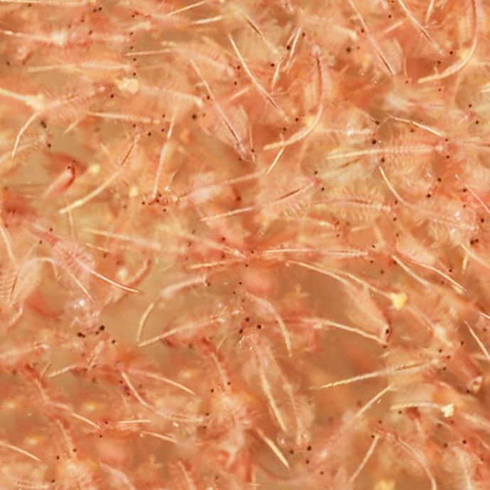 Brine Shrimp Blister Pack 100g