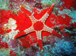 Pearl Starfish (Fromia Monilis)