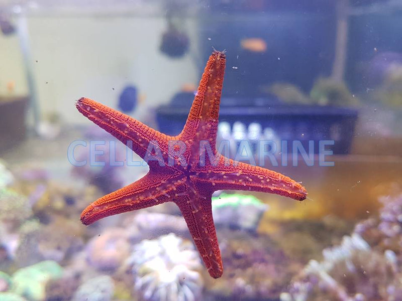 Red Fromia Starfish (Fromia indica)
