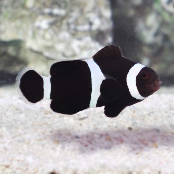 Black & White Clownfish (Amphiprion ocellaris) TANK BRED