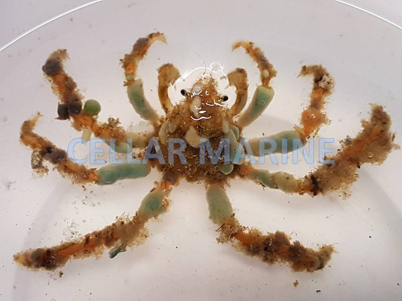 Decorator Crab (Camposcia retusa)