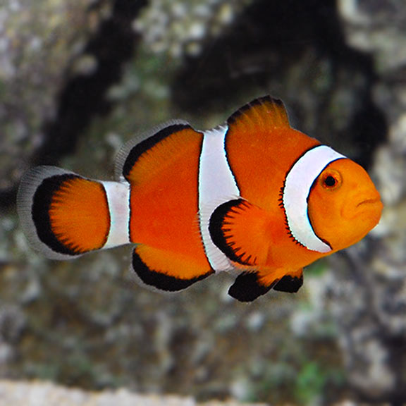 Orange and White Clownfish (Amphiprion Ocellaris) PAIR