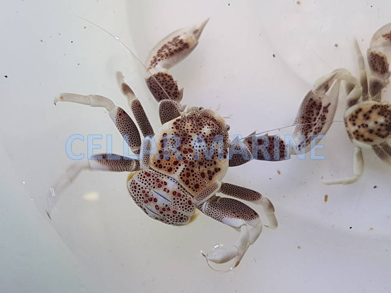 Porcelain Crab - Spotted (Neopetrolisthes ohshimai)