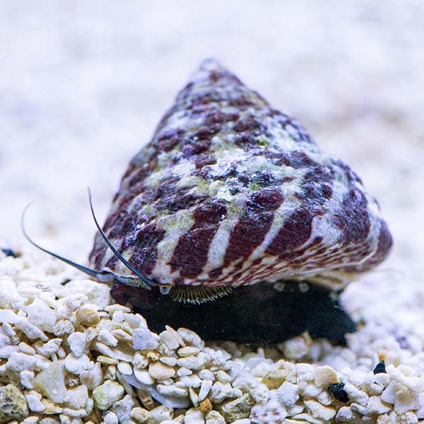 Banded Trochus Snail (Trochus sp.)