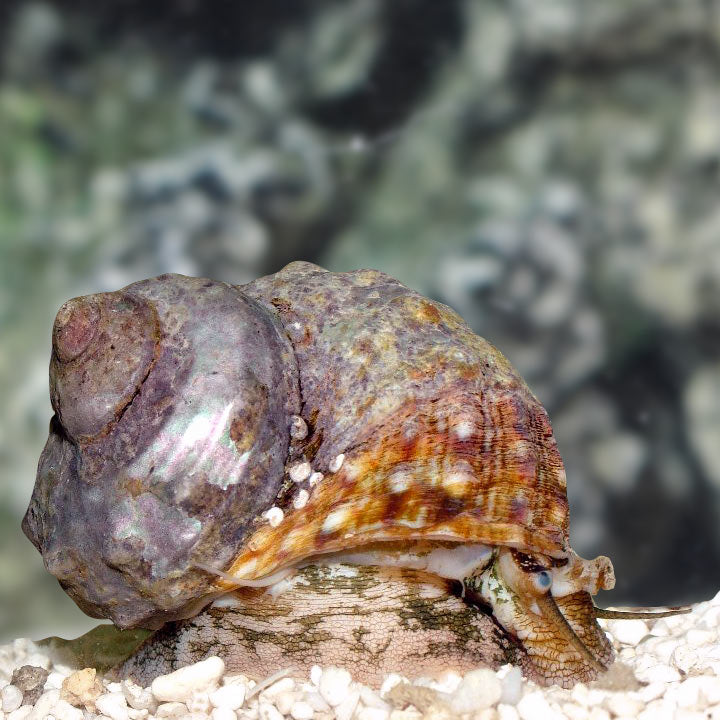 Rounded Turbo Snail (fluctuosa or torquatus)