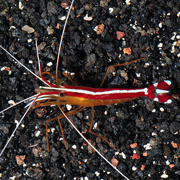 Cleaner Shrimp (Lysmata amboinensis) Small